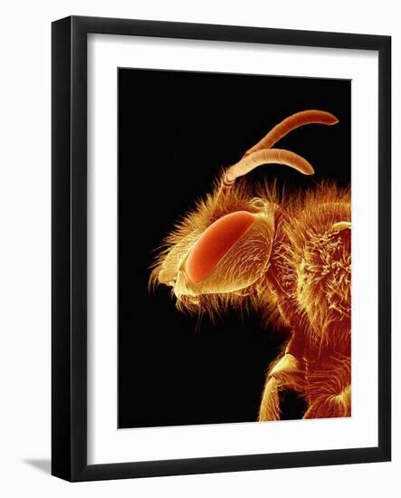 Head of a Bee-Micro Discovery-Framed Photographic Print