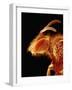 Head of a Bee-Micro Discovery-Framed Photographic Print