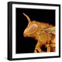 Head of a Bee-Micro Discovery-Framed Photographic Print