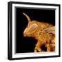 Head of a Bee-Micro Discovery-Framed Photographic Print