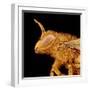 Head of a Bee-Micro Discovery-Framed Photographic Print