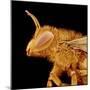 Head of a Bee-Micro Discovery-Mounted Photographic Print