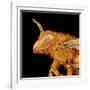 Head of a Bee-Micro Discovery-Framed Photographic Print