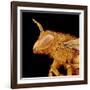 Head of a Bee-Micro Discovery-Framed Photographic Print