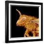 Head of a Bee-Micro Discovery-Framed Photographic Print