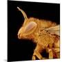 Head of a Bee-Micro Discovery-Mounted Photographic Print