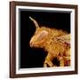 Head of a Bee-Micro Discovery-Framed Photographic Print