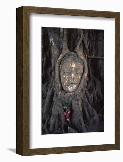 Head of a Buddha Statue Nestled in the Roots of a Tree in the Grounds of an Ayutthaya Temple-Paul Dymond-Framed Photographic Print