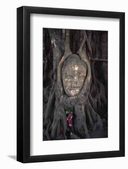 Head of a Buddha Statue Nestled in the Roots of a Tree in the Grounds of an Ayutthaya Temple-Paul Dymond-Framed Photographic Print