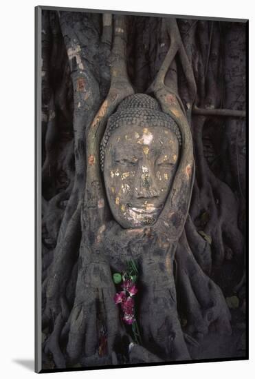 Head of a Buddha Statue Nestled in the Roots of a Tree in the Grounds of an Ayutthaya Temple-Paul Dymond-Mounted Photographic Print