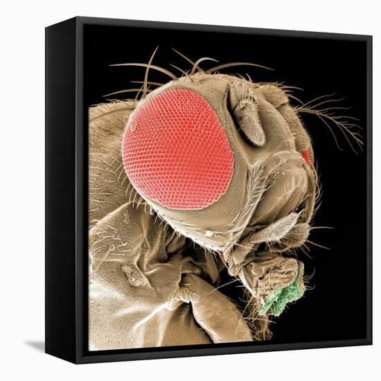 Head of a Fruit Fly-null-Framed Stretched Canvas