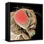Head of a Fruit Fly-null-Framed Stretched Canvas