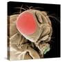 Head of a Fruit Fly-null-Stretched Canvas