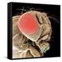 Head of a Fruit Fly-null-Framed Stretched Canvas