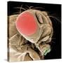 Head of a Fruit Fly-null-Stretched Canvas