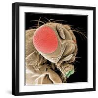 Head of a Fruit Fly-null-Framed Premium Photographic Print