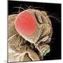 Head of a Fruit Fly-null-Mounted Premium Photographic Print