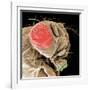Head of a Fruit Fly-null-Framed Photographic Print