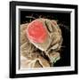 Head of a Fruit Fly-null-Framed Photographic Print