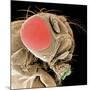 Head of a Fruit Fly-null-Mounted Photographic Print