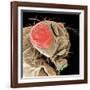 Head of a Fruit Fly-null-Framed Photographic Print