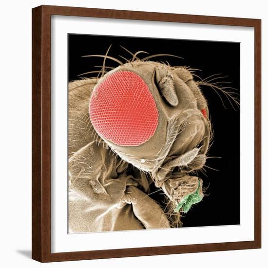 Head of a Fruit Fly-null-Framed Photographic Print