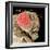 Head of a Fruit Fly-null-Framed Photographic Print