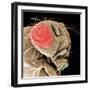 Head of a Fruit Fly-null-Framed Photographic Print