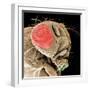 Head of a Fruit Fly-null-Framed Photographic Print