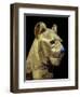 Head of a Funerary Couch in the Form of a Cheetah or Lion, Thebes, Egypt-Robert Harding-Framed Photographic Print