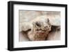 Head of a giant tortoise, Prison Island, Zanzibar, Tanzania-Roberto Moiola-Framed Photographic Print