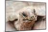 Head of a giant tortoise, Prison Island, Zanzibar, Tanzania-Roberto Moiola-Mounted Photographic Print