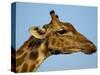 Head of a Giraffe (Giraffa Camelopardalis), South Africa, Africa-Steve & Ann Toon-Stretched Canvas