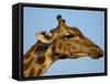 Head of a Giraffe (Giraffa Camelopardalis), South Africa, Africa-Steve & Ann Toon-Framed Stretched Canvas