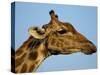 Head of a Giraffe (Giraffa Camelopardalis), South Africa, Africa-Steve & Ann Toon-Stretched Canvas
