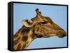 Head of a Giraffe (Giraffa Camelopardalis), South Africa, Africa-Steve & Ann Toon-Framed Stretched Canvas