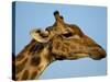 Head of a Giraffe (Giraffa Camelopardalis), South Africa, Africa-Steve & Ann Toon-Stretched Canvas