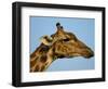 Head of a Giraffe (Giraffa Camelopardalis), South Africa, Africa-Steve & Ann Toon-Framed Photographic Print