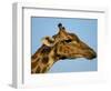 Head of a Giraffe (Giraffa Camelopardalis), South Africa, Africa-Steve & Ann Toon-Framed Photographic Print