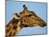 Head of a Giraffe (Giraffa Camelopardalis), South Africa, Africa-Steve & Ann Toon-Mounted Photographic Print