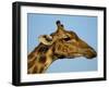 Head of a Giraffe (Giraffa Camelopardalis), South Africa, Africa-Steve & Ann Toon-Framed Photographic Print