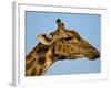 Head of a Giraffe (Giraffa Camelopardalis), South Africa, Africa-Steve & Ann Toon-Framed Photographic Print