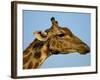 Head of a Giraffe (Giraffa Camelopardalis), South Africa, Africa-Steve & Ann Toon-Framed Photographic Print