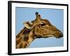 Head of a Giraffe (Giraffa Camelopardalis), South Africa, Africa-Steve & Ann Toon-Framed Photographic Print