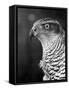 Head of a Goshawk-null-Framed Stretched Canvas