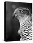 Head of a Goshawk-null-Stretched Canvas