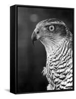 Head of a Goshawk-null-Framed Stretched Canvas