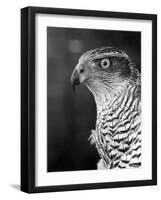 Head of a Goshawk-null-Framed Premium Photographic Print