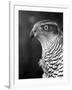 Head of a Goshawk-null-Framed Photographic Print