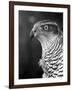 Head of a Goshawk-null-Framed Photographic Print